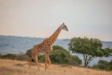 Masai Mara Safari Guide: Really the Best Safari in Africa?